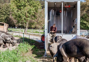 Mobiler Schlachtanhänger