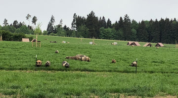 Land.Luft Schweine auf der Weide