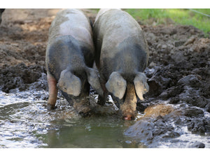 Land.Luft Schweine an der Tränke