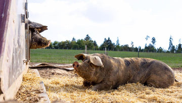 Schweine beim Ratschen