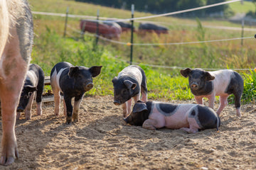 Ferkel auf der Weide