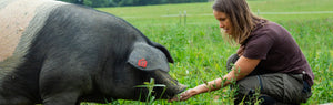 Land.Luft Weideschwein