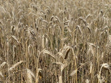 Acker - Triticale - eine Mischung aus Roggen und Weizen