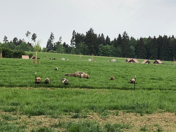 Land.Luft Schweine auf der Weide