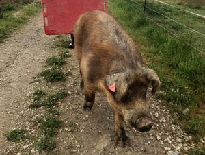 Eber Max auf dem Weg zur Zuchtsau Land.Luft Leberfing