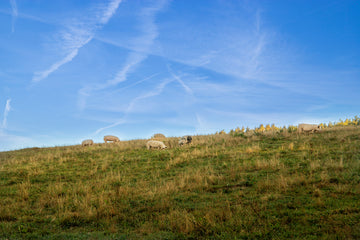 Weideschweine am Biohof Land.Luft in Leberfing