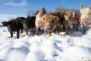 Können Nutztiere glücklich sein?