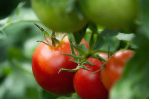 Leckere Tomaten