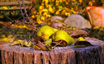 Herbstfoto mit Birnen auf Baumstamm