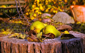 Herbstfoto mit Birnen auf Baumstamm
