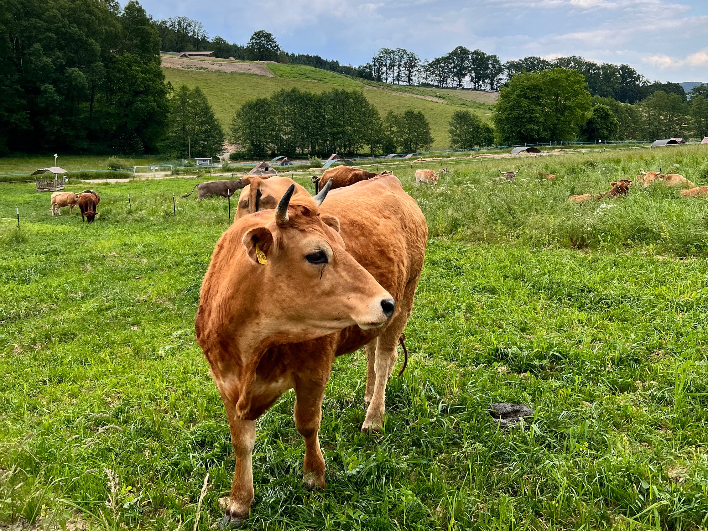 Bio Rindertalg jetzt online bestellen Land Luft Bio