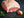 Land.Luft Schweineunterschale Bio Schweinefleisch online kaufen und bestellen